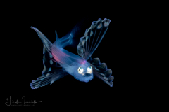 Tripod Fish - Ipnopidae Family - Bathypterois bigelowi