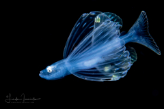 Tripod Fish - Ipnopidae Family - Bathypterois viridensis