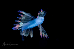 Tripod Fish - Blackfin spiderfish - Ipnopidae Family - Bathypterois phenax