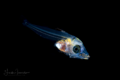 Tuna - Scombridae Family