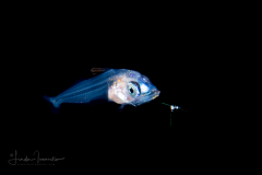 Tuna - Scombridae Family