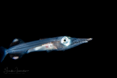 Wahoo - Scombridae Family - Acanthocybium solandri