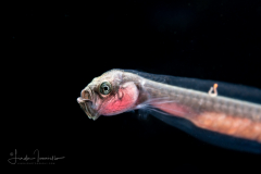 Whalefish - Bruun's - Cetomimidae Family - Gyrinomimus bruuni