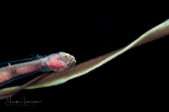 Whalefish - Bruun's - Cetomimidae Family - Gyrinomimus bruuni
