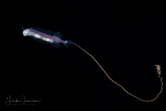 Whalefish - Tapetail - Cetomimidae Family - Ditropichthys storeri