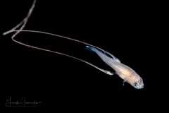Whalefish - Velvet -Barbourisiidae Family - Barbourisia rufa