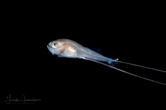 Whalefish - Velvet -Barbourisiidae Family - Barbourisia rufa