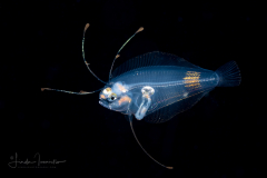 Whiff - Anglefin - Flatfish - Paralichthyidae Family - Citharichthys gymnorhinus