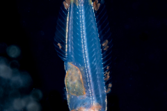 Wrasse - Clown - Labridae Family - Halichoeres maculipinna