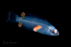 Wrasse - Clown - Labridaem Family - Halichoeres maculipinna
