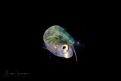 Wrasse - Creole - Family Labridae - Clepticus parrae