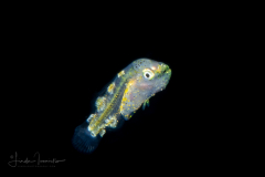 Possibly Hogfish - Labridae Family - Lachnolaimus species