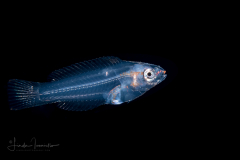 Wrasse  - Bluehead - Labridae Family - Thalassoma bifasciatum