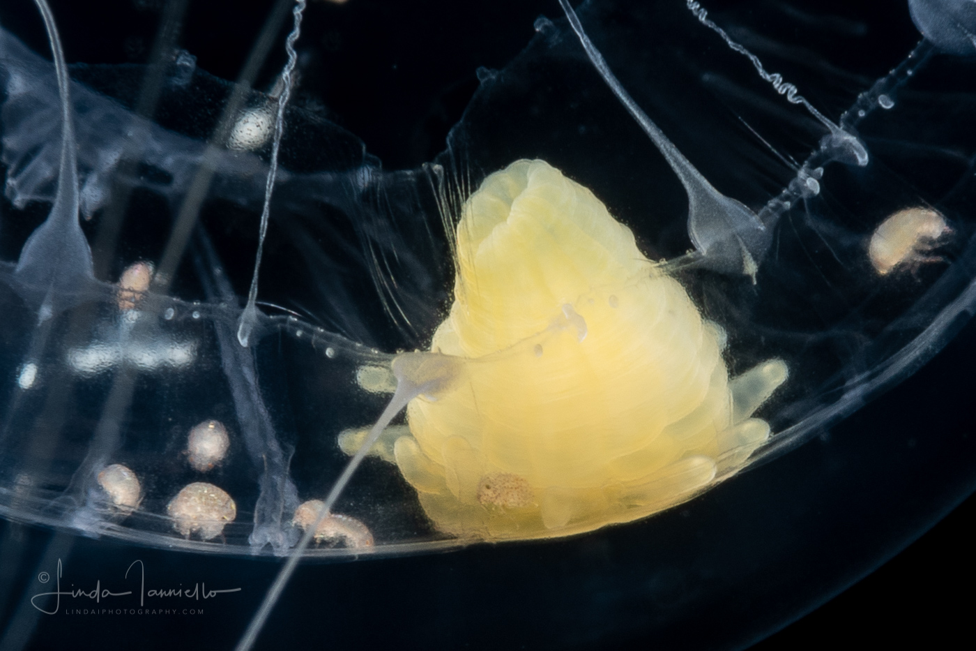 Anemone Larva that is parasitic on jellyfish - Peachia sp.