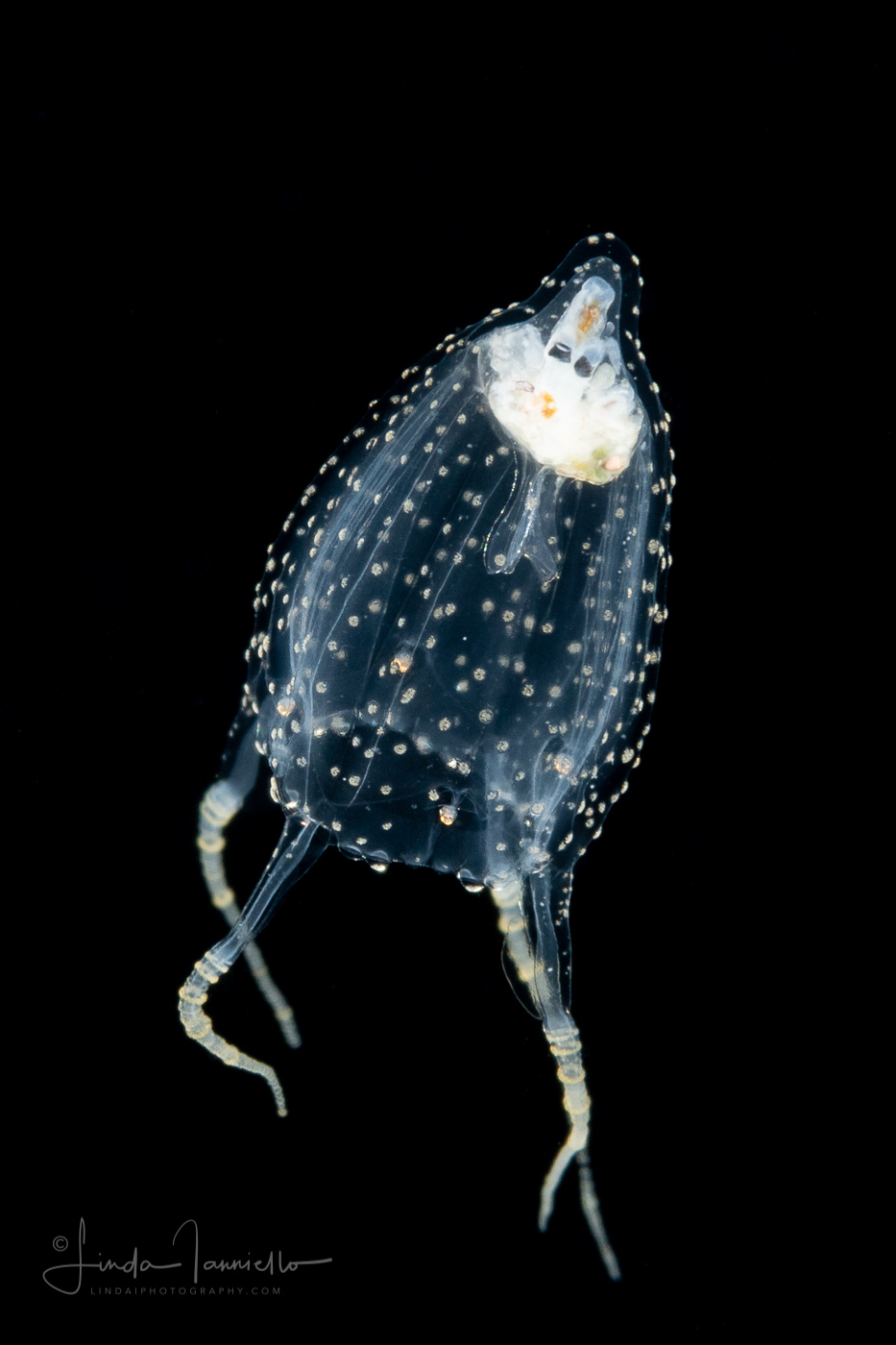 Carybdeida Tamoyidae Tamoya sp. Box Jelly Juvenile With