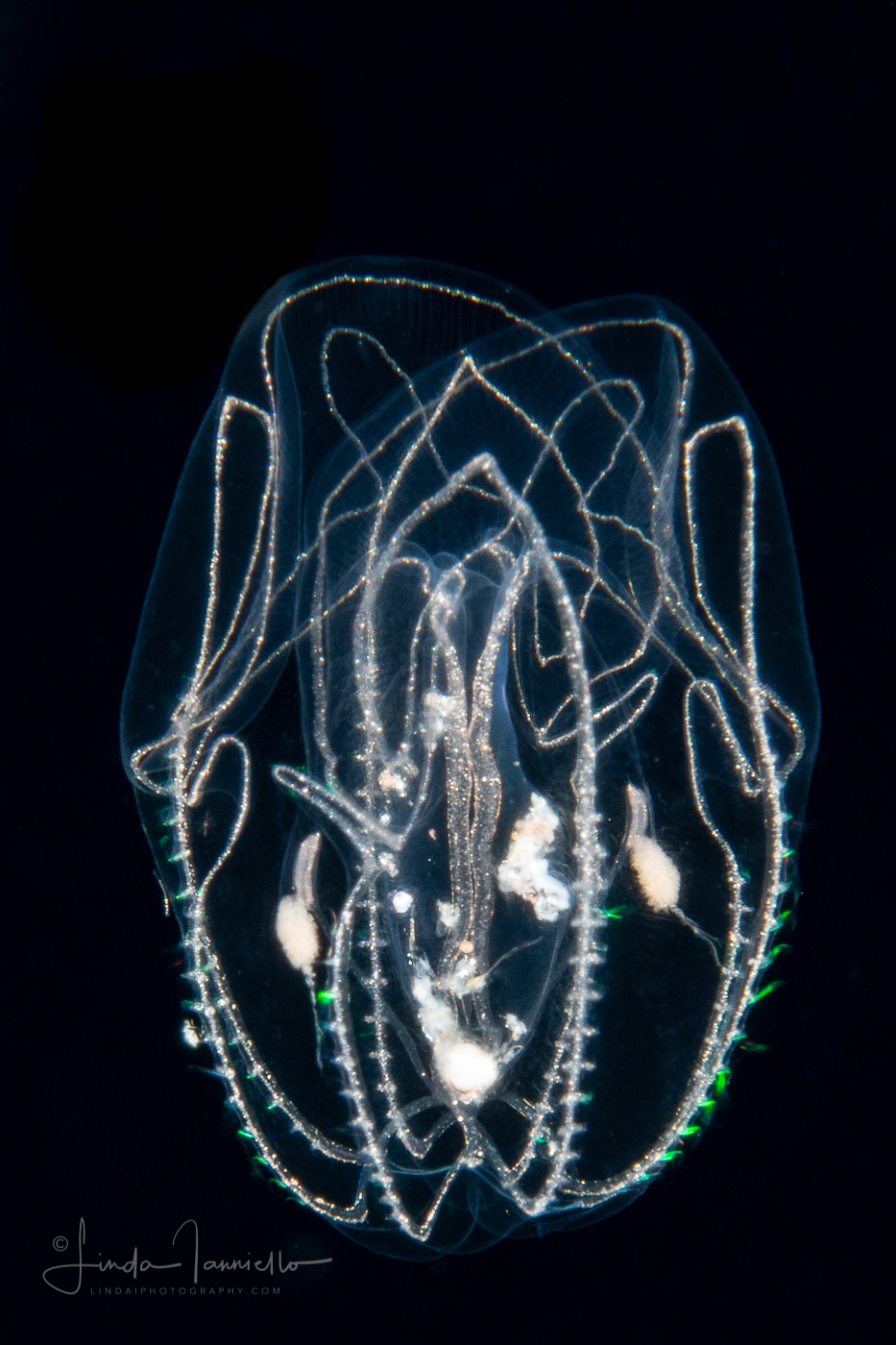 Ctenophore - Bolinopsidae - Bolinopsis vitrea - Juvenile