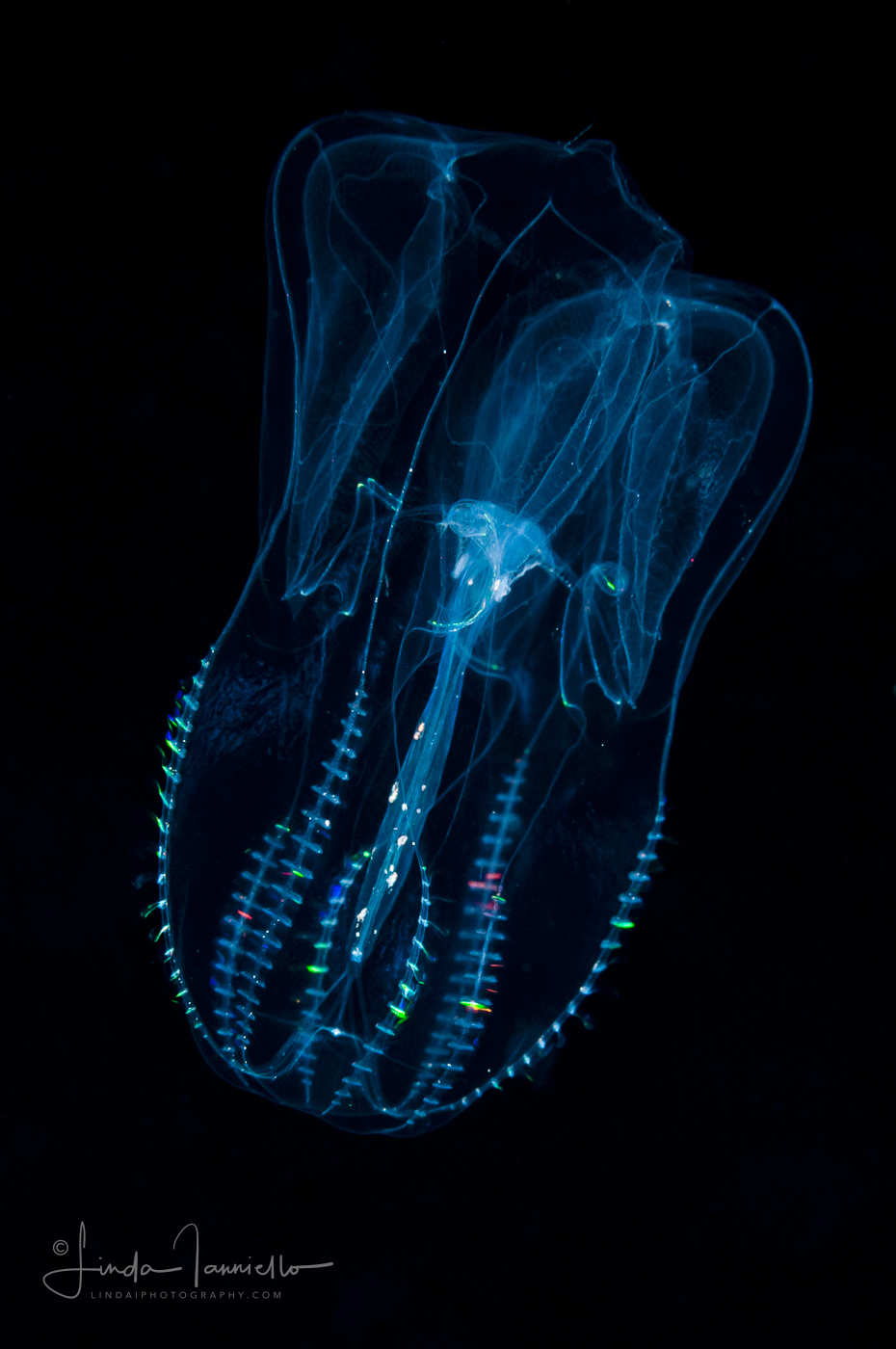 Ctenophore - Comb Jellyfish - Class Tentaculata - Order Lobata