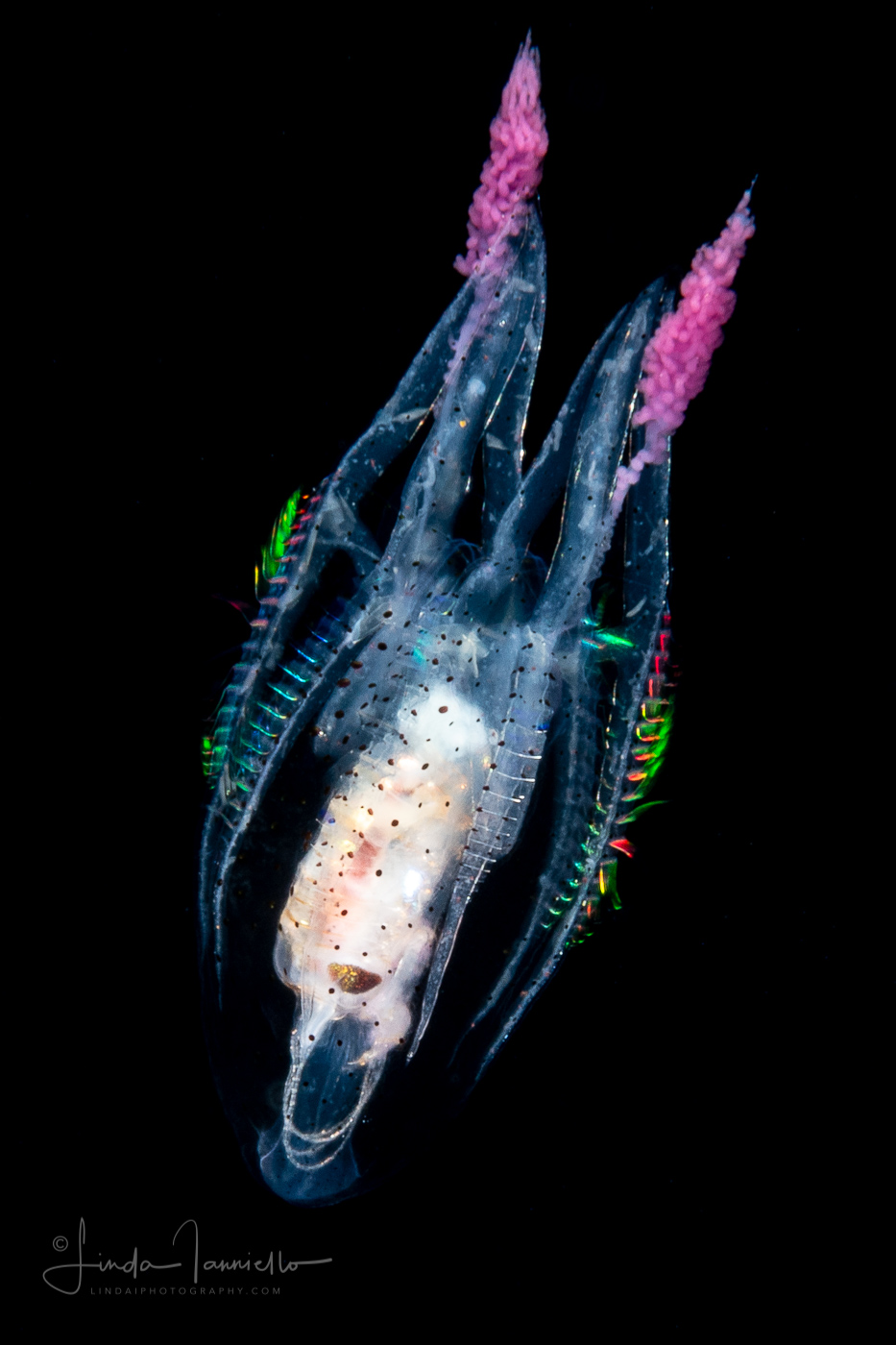Ctenophore - Cydippida - Callianira sp. with Hyperiid Amphipod Prey