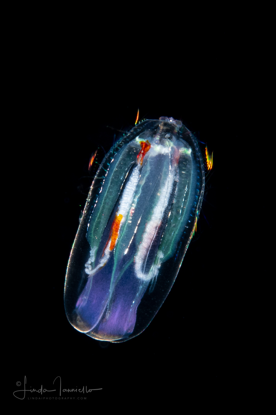 Ctenophore - Cydippida - Haeckelia rubra - With Tentacles Withdrawn