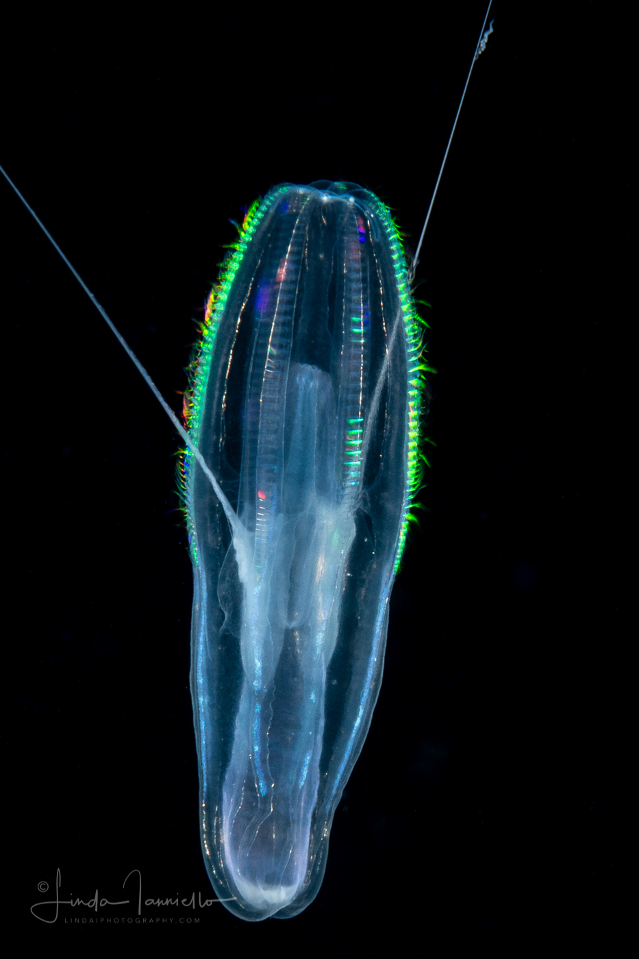 Ctenophore - Cydippida - Lampea species