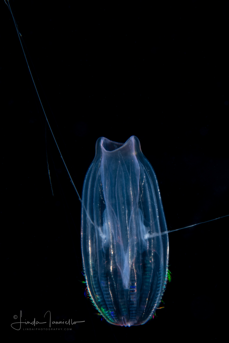 Ctenophore -  Cydippida Order - Lampea species