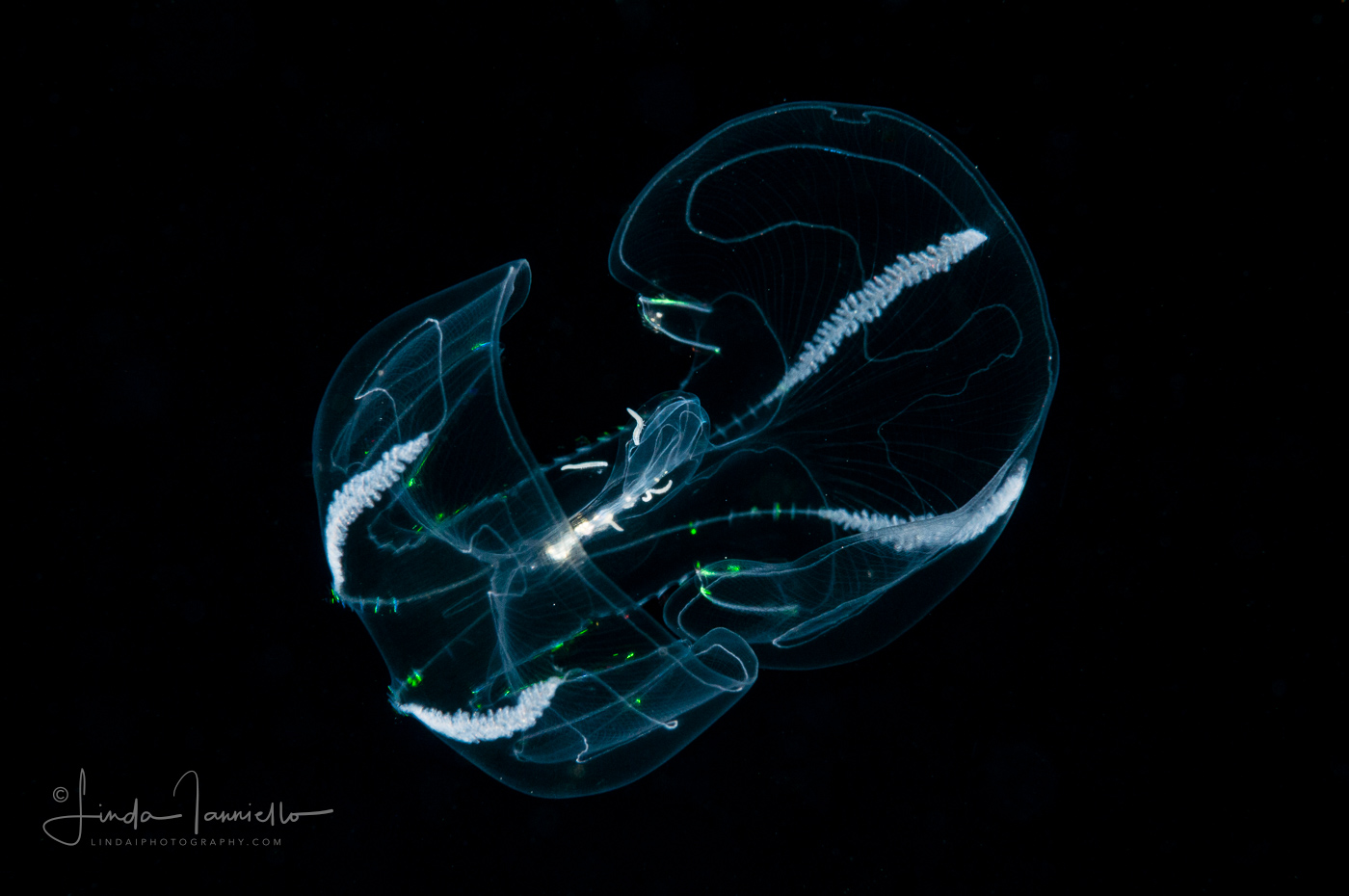 Ctenophore - Winged Comb Jelly - Cydippida Order - Ocyropsis maculata immaculata