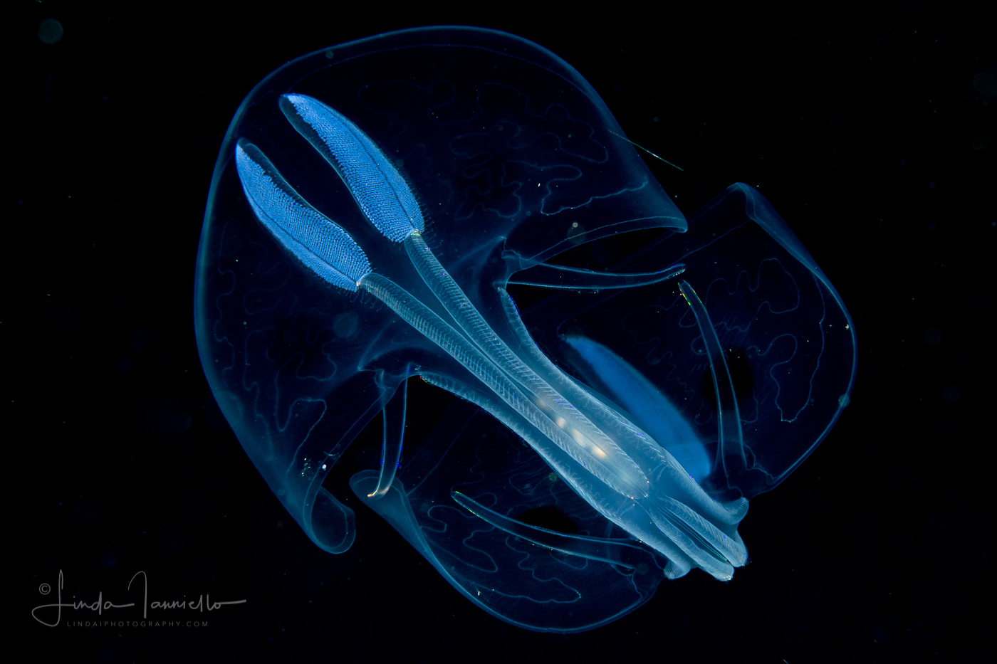 Ctenophore - Winged Comb Jelly - Ocyropsis maculata immaculata