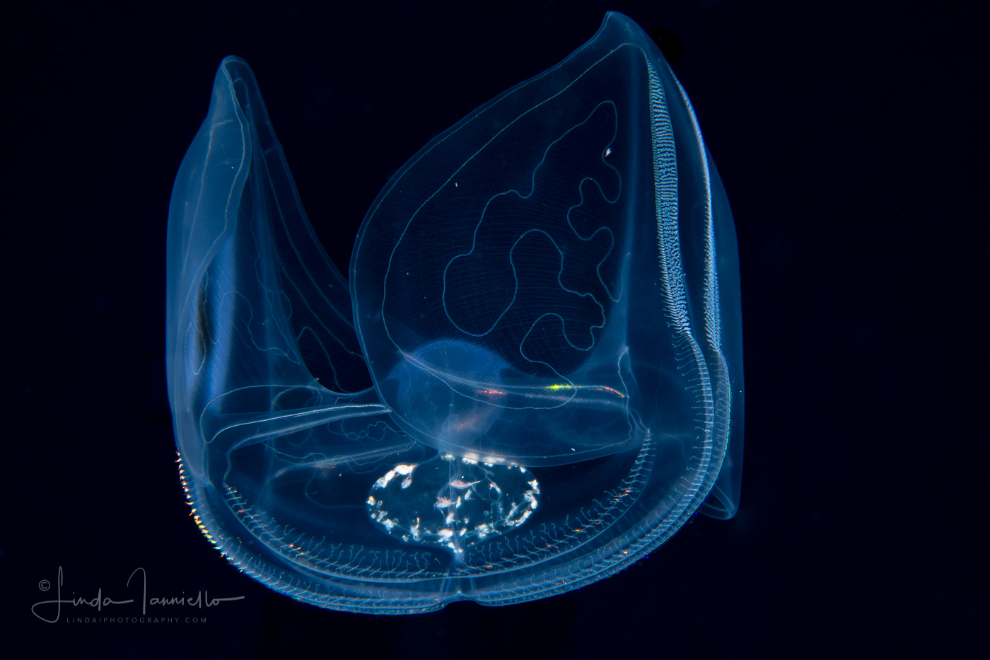 Ctenophore - Winged Comb Jelly - Ocyropsis maculata immaculata
