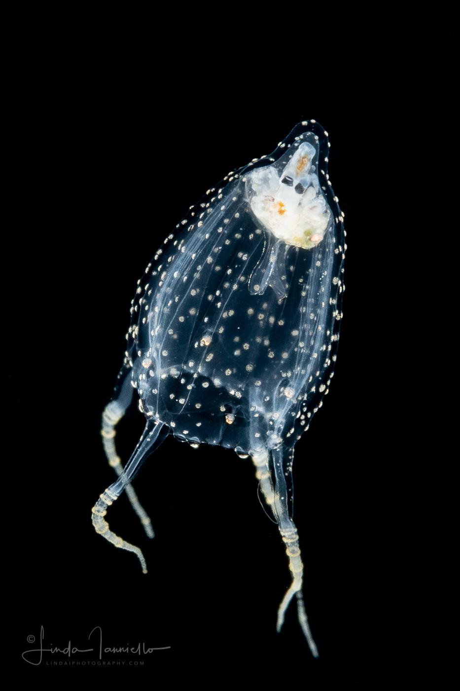 Cubozoa - Carybdeida - Alatina alata - Sea Wasp (Box Jellyfish) Juvenile - With Heteropod Prey