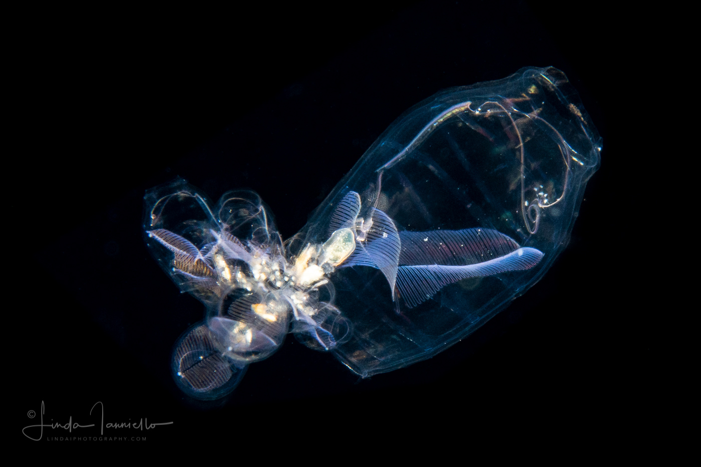 Doliolida Planktonic Tunicate - Dolioletta gegenbauri