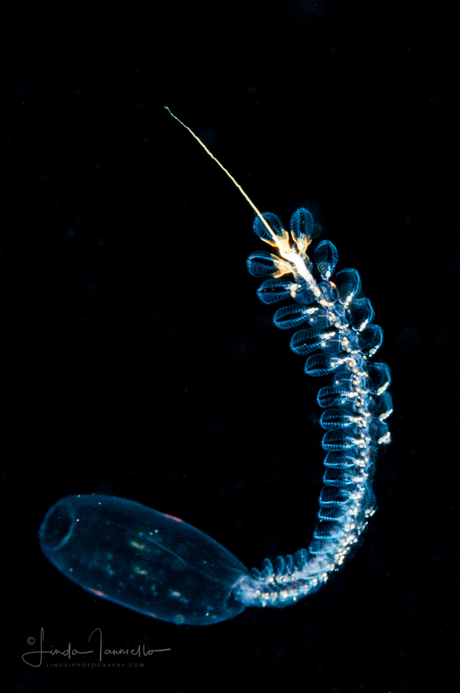 Doliolida Planktonic Tunicate - Dolioletta gegenbauri