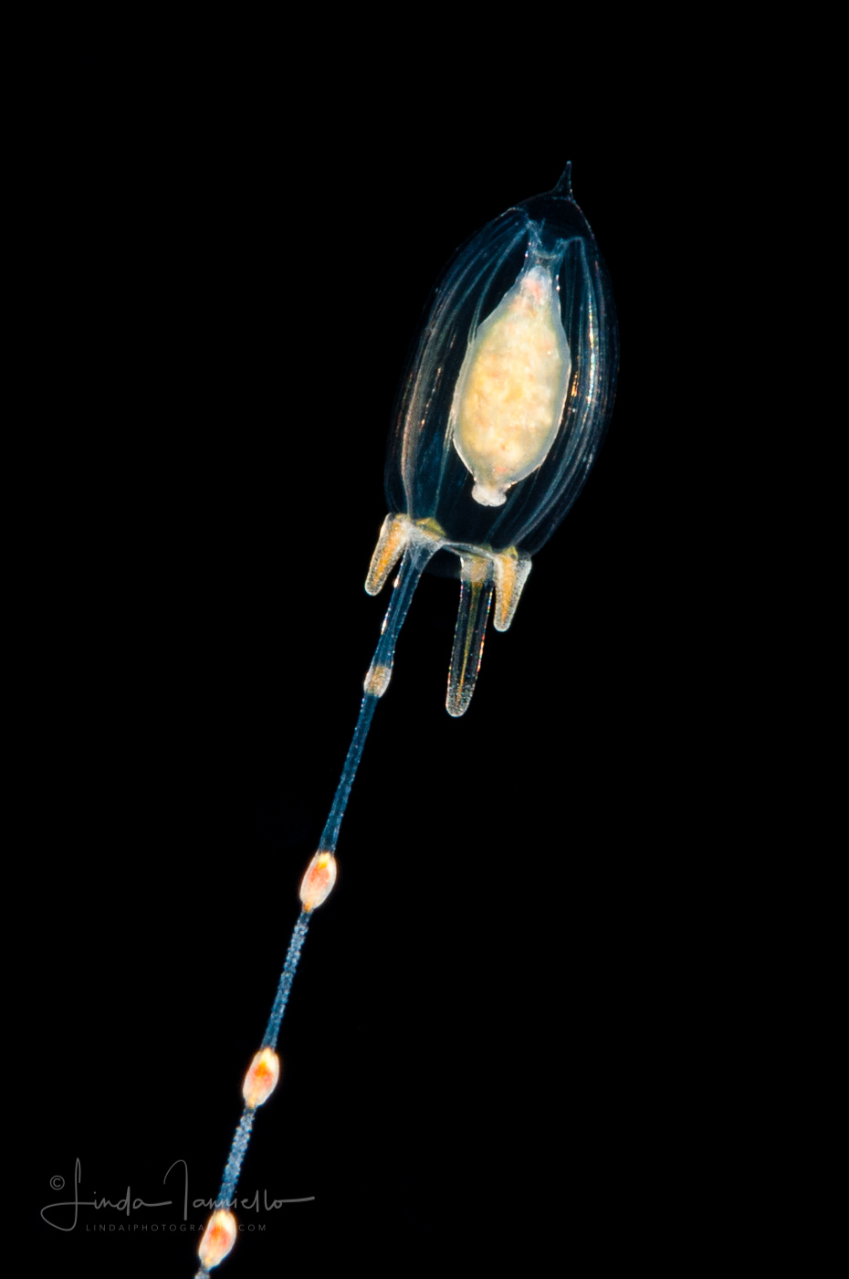 Hydromedusa - Anthoathecata - Corymorpha floridana