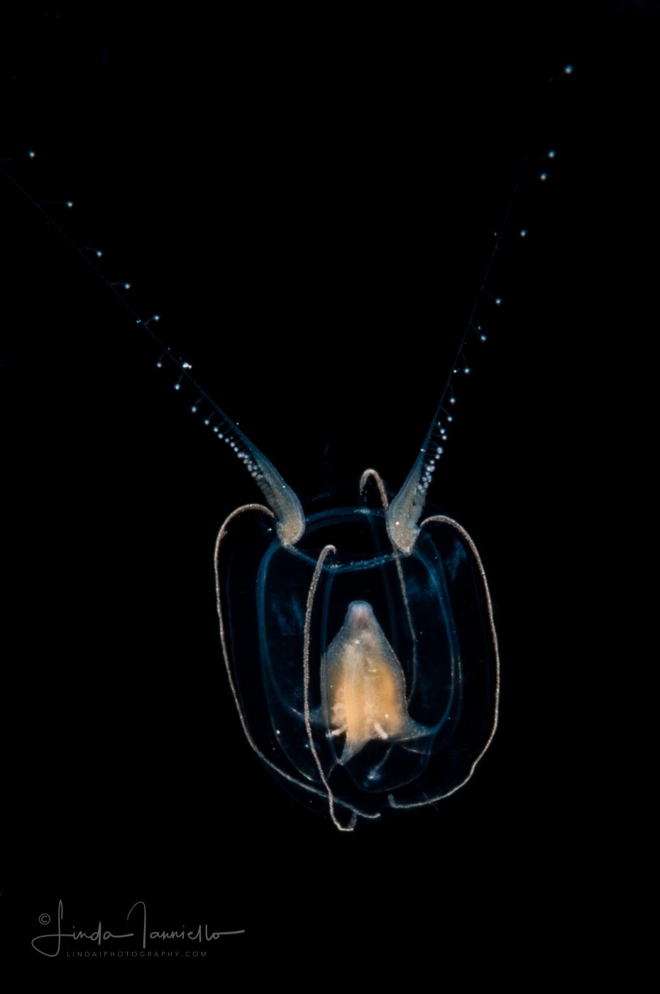 Hydromedusa - Anthoathecata - Zanclea mayeri