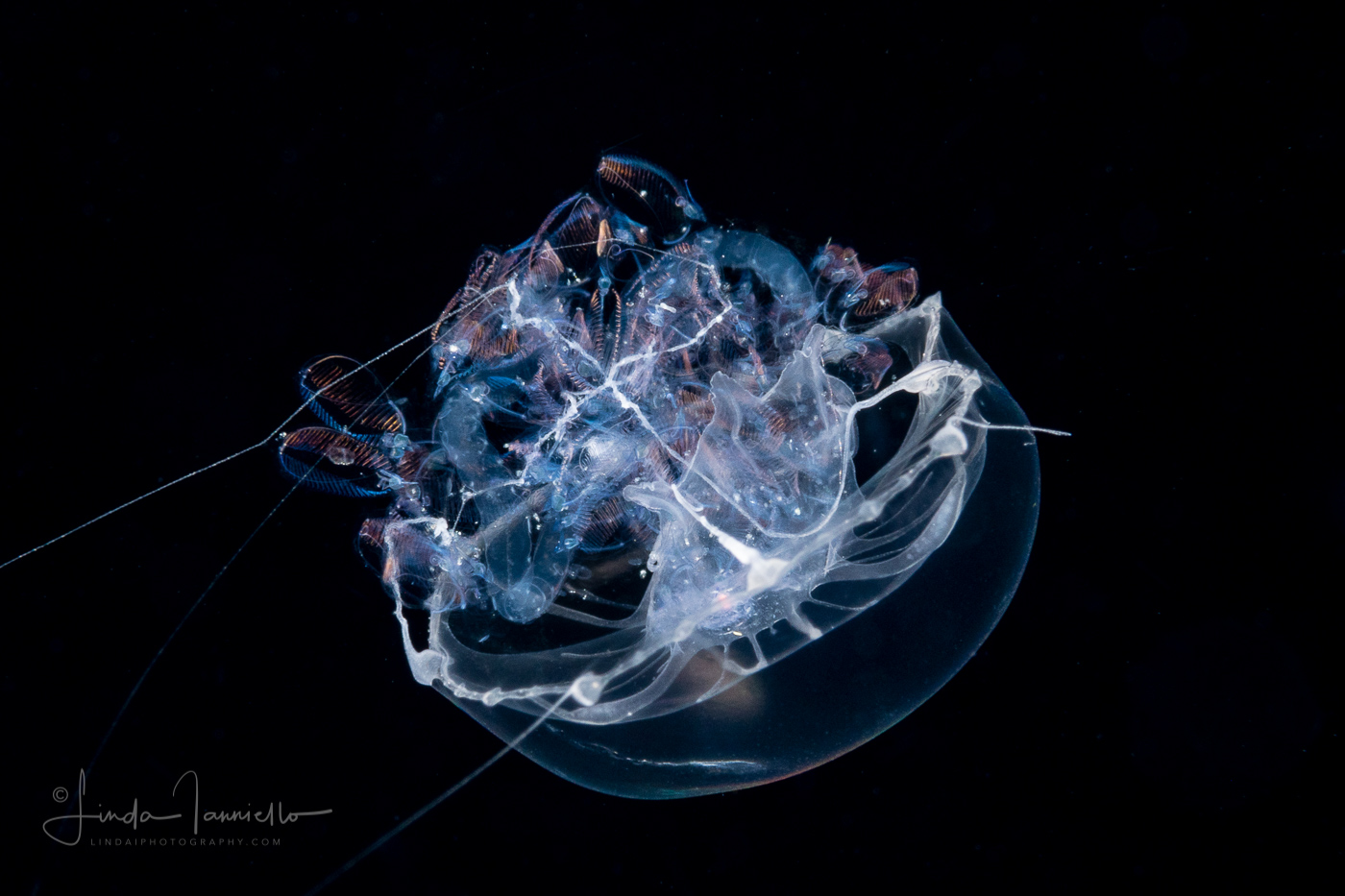 Jellyfish Eating a Doliolida Planktonic Tunicate - Predation