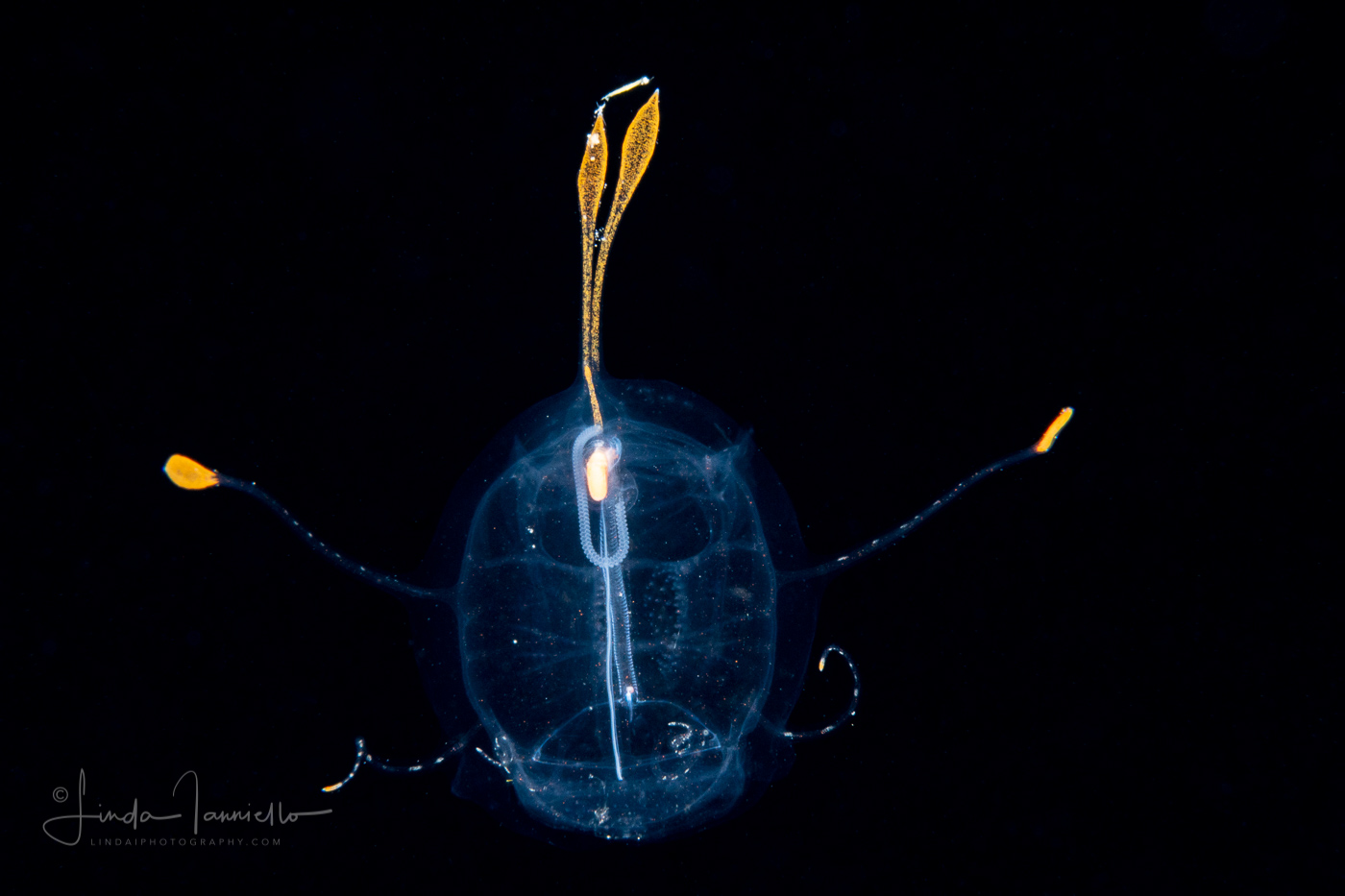 Planktonic Tunicate - Salp - Traustedtia multitentaculata with Tunic Projections