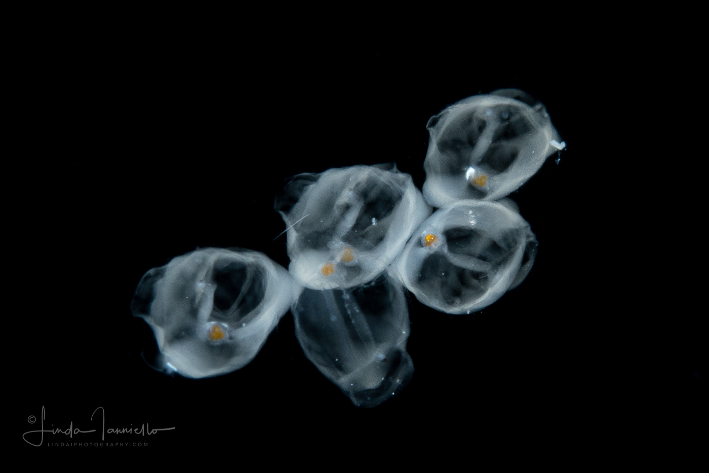 Planktonic Tunicate - Salp - Vitreosalpa