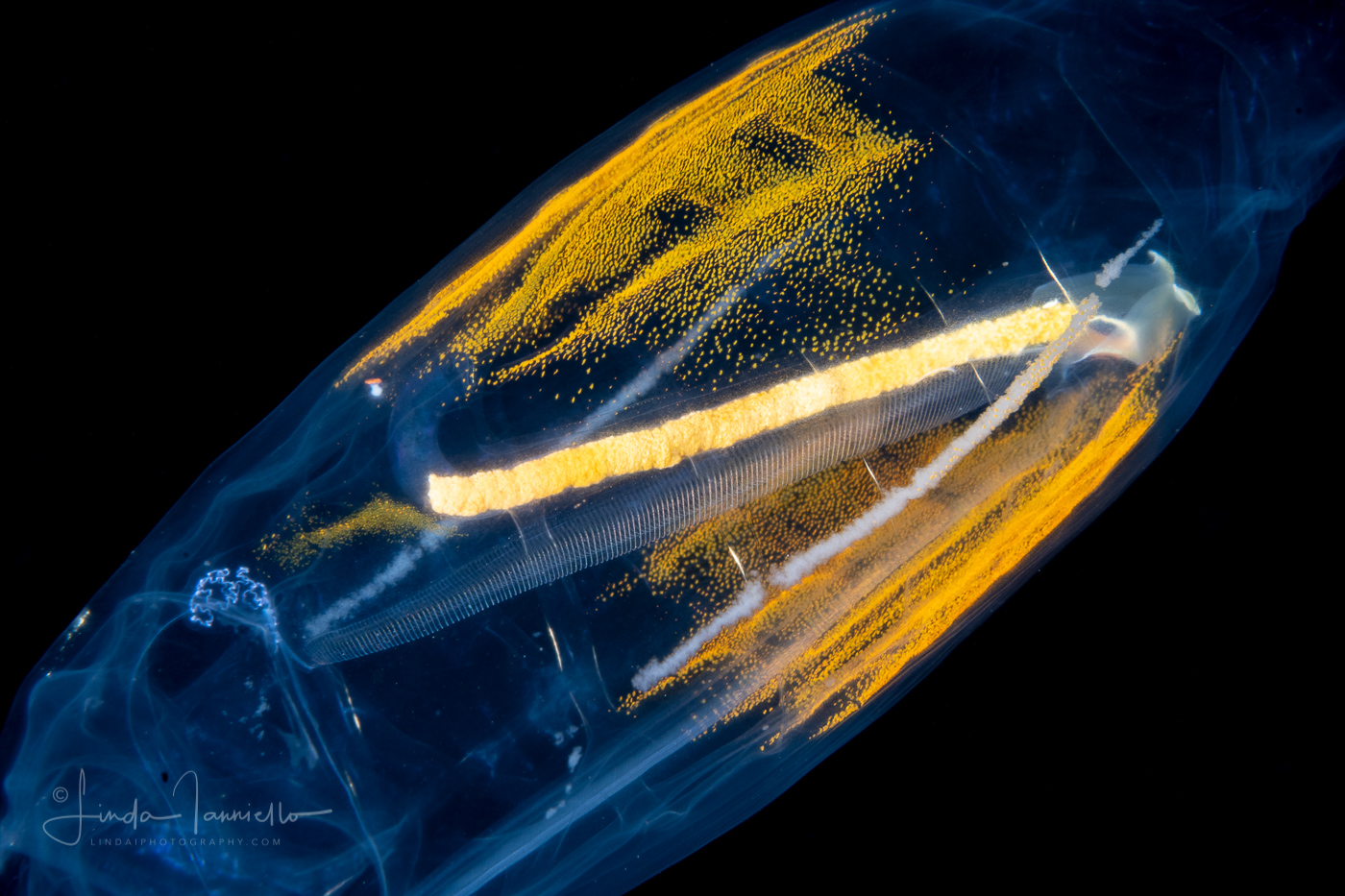 Planktonic Tunicate - Salp -  with Bioluminescent Organs