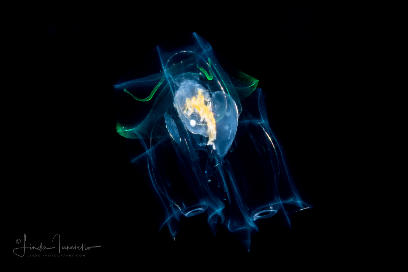 Siphonophore - Abylidae Family - Abyla trigona - Eudoxid Stage