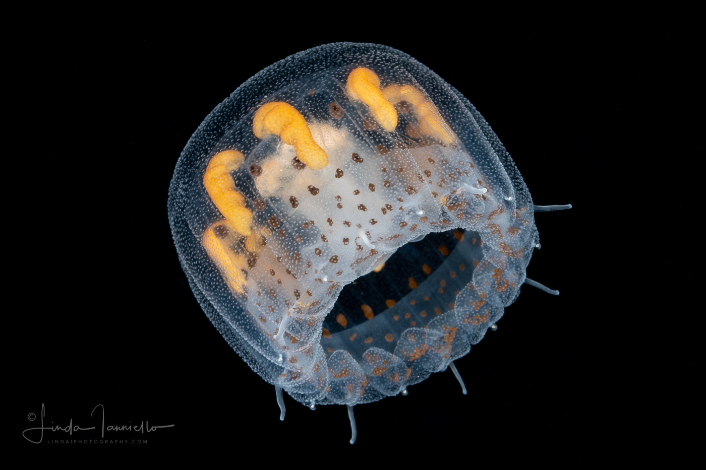 Thimble Jellyfish - Scyphozoa  - Coronatae - Linuche unguiculata
