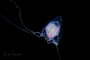 Hydromedusa - Anthoathecata - Cirrhitiara superba Hydromedusa - Anthoathecata - Cirrhitiara superba