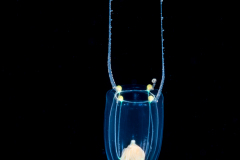 Hydromedusa - Anthoathecata - Zancleopsis cabela