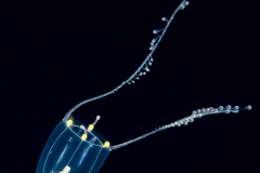 Hydromedusa - Anthoathecata - Zancleopsis cabela