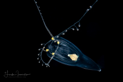 Hydromedusa - Anthoathecata - Zancleopsis cabela