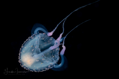 Carybdeida -  Tamoyidae - Tamoya sp. - Box Jelly