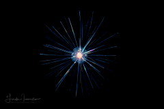 Foraminifera - Family Globigerinidae