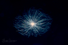Foraminifera - Family Globigerinidae - Globigerina sp. - Pelagic Dandelion - Possibly Globigerinella siphonifera