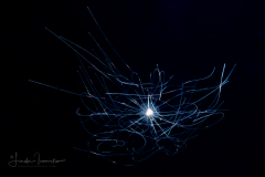 Foraminifera - Family Globigerinidae - Globigerina sp. - Pelagic Dandelion - Possibly Globigerinella siphonifera