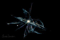 Foraminifera - Family Globigerinidae - Halloween Spider Web