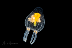 Hydromedusa - Anthoathecata - Euphysilla pyramidata