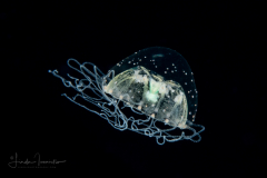 Hydromedusa - Anthoathecata - Proboscidactyla gemmifera